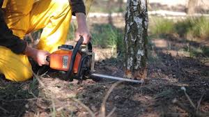 Best Tree and Shrub Care  in Tillson, NY