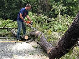 How Our Tree Care Process Works  in  Tillson, NY