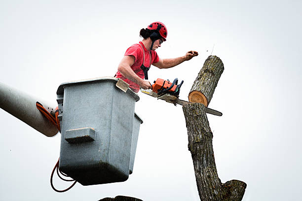 Tillson, NY Tree Care Company